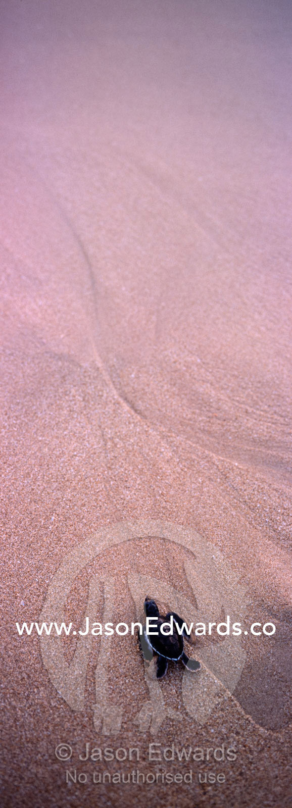 A Green Sea Turtle hatchling faces a daunting beach to reach the sea. Bentota, Sri Lanka.
