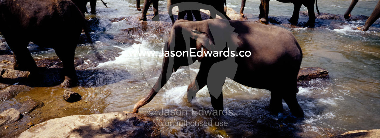 A herd of Asian Elephants bathing and drinking in a rainforest river. Pinnawela, Sri Lanka.