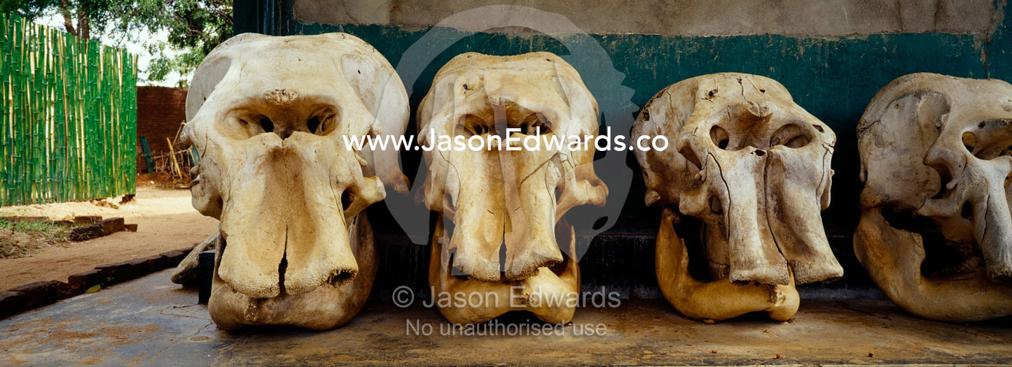 A collection of Asian Elephant skulls from animals killed by poachers. Minneriya National Park, Sri Lanka.