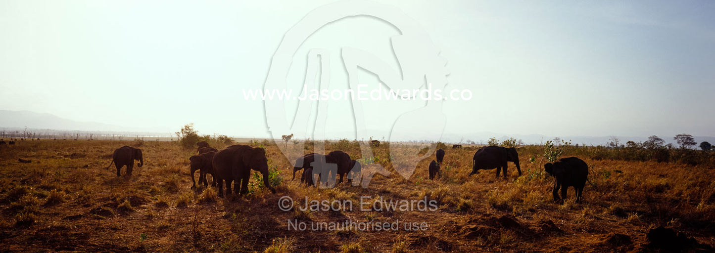 A herd of Asian Elephants feeding on short, dry grasses at sunset. Udawalawe National Park, Sri Lanka.