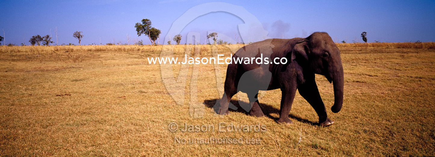 An endangered Asian Elephant marching across the dry floodplain. Udawalawe National Park, Sri Lanka.