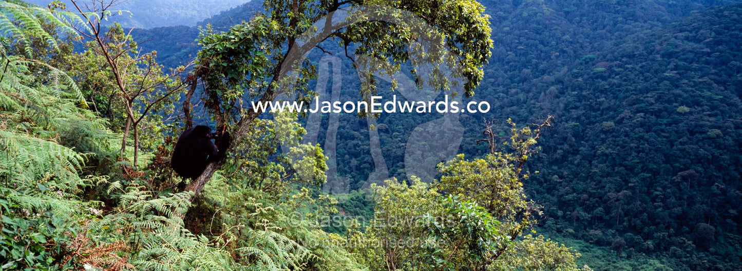 An endangered mountain gorilla feeds on termites in a rainforest tree. Bwindi Impenetrable Forest National Park, Uganda.