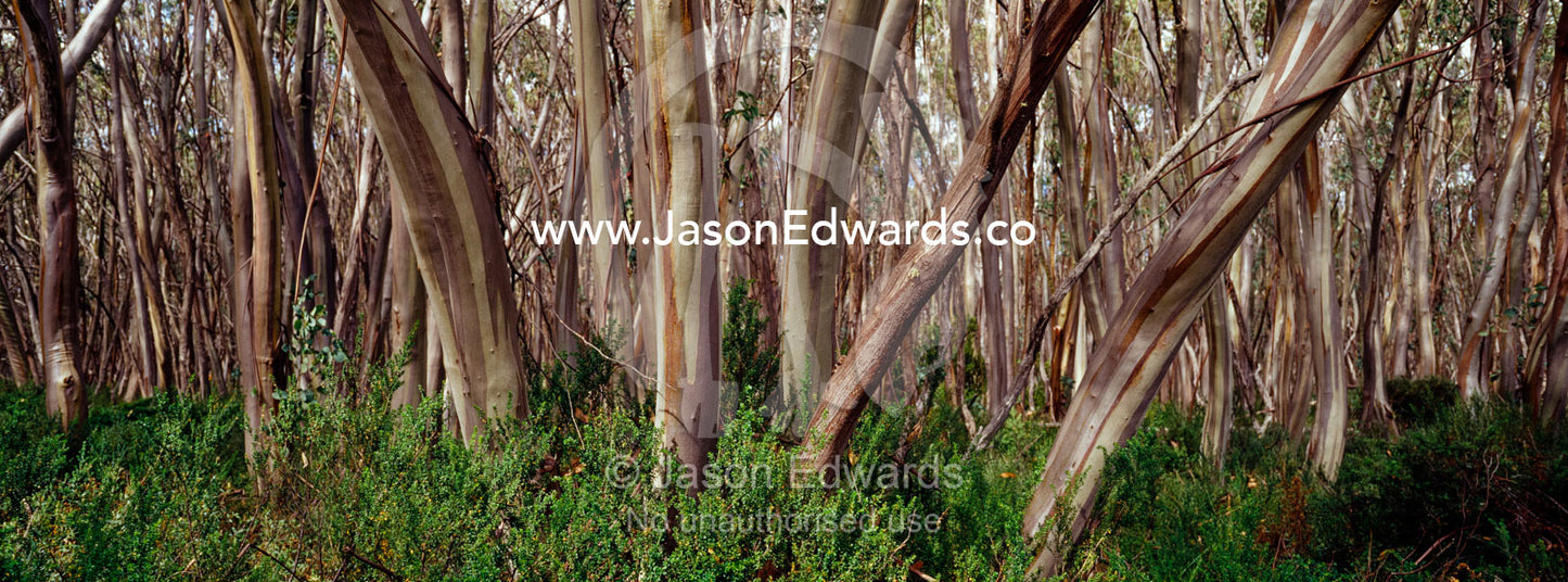 Tightly fit trunks of Snow Gum eucalytus surround an alpine clearing. Lake Mountain National Park, Alpine National Park, Victoria, Australia.