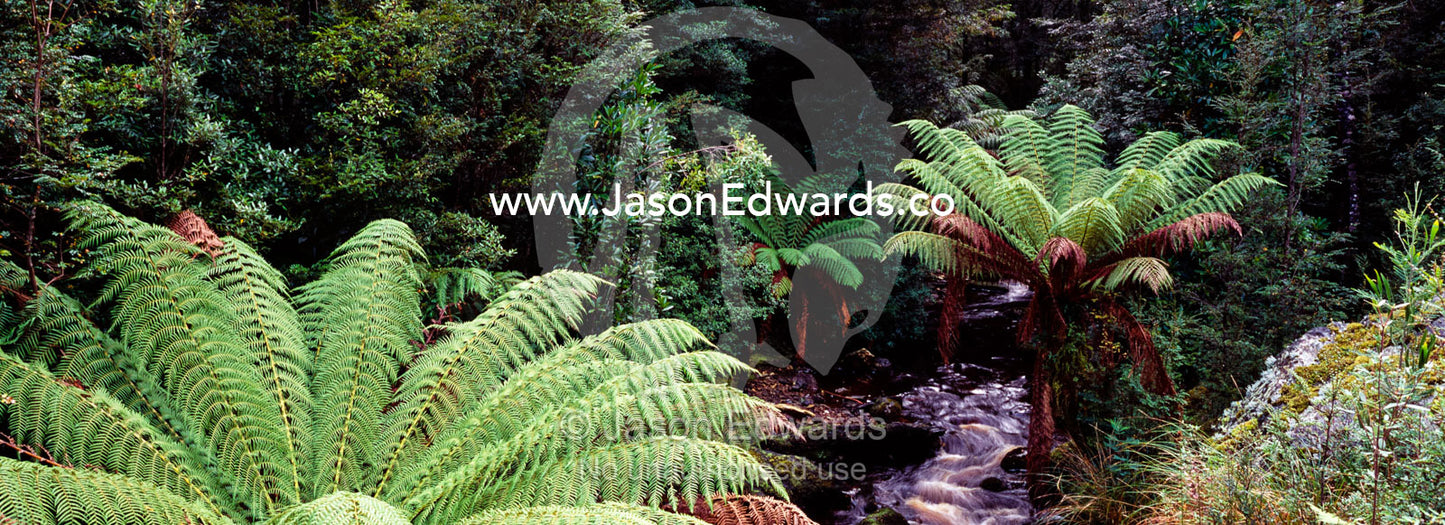 Cool temperate rainforest and lush tree ferns line a small wild river. Tarkine Wilderness Area, Tasmania, Australia.