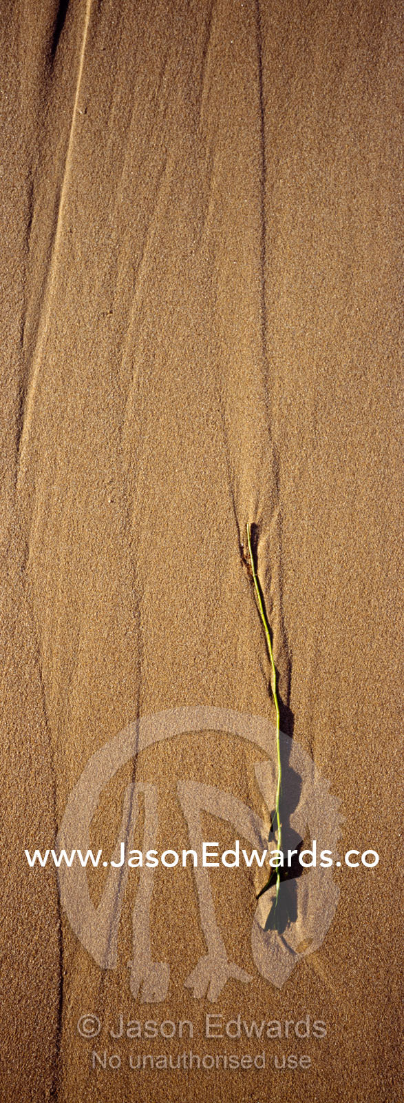 Receding waves leave beautiful patterns trailing behind kelp leaves. Jan Juc, Victoria, Australia.