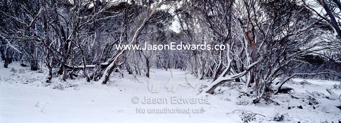 Light snow covers a forest of snow gum lining a small alpine trail. JB Plain, Alpine National Park, Victoria, Australia.