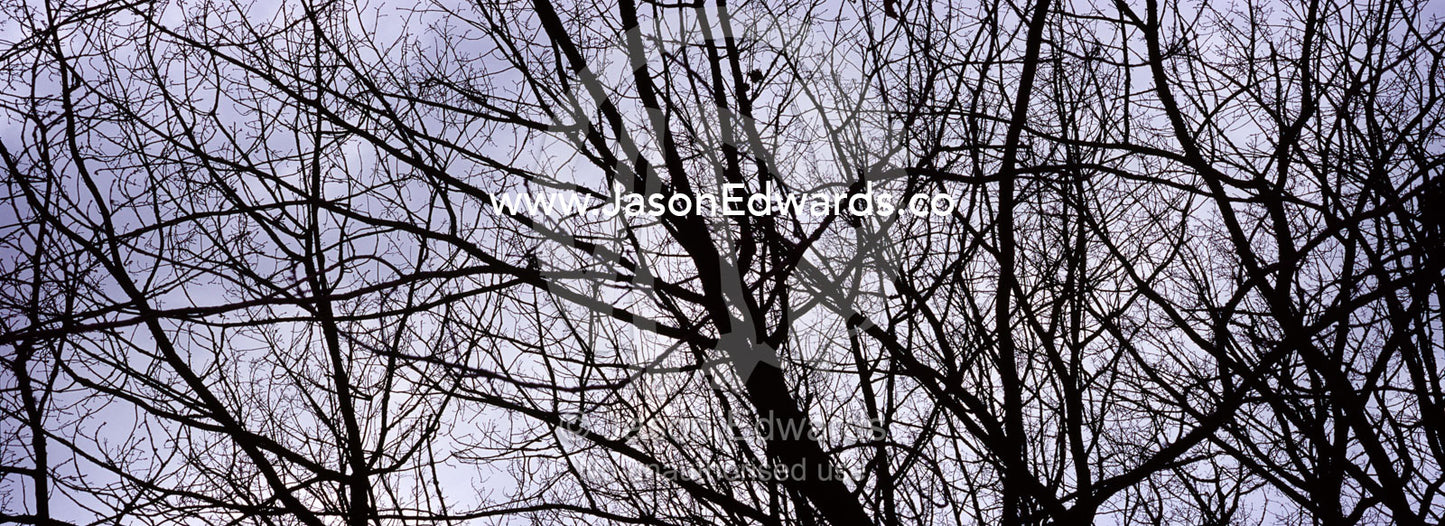 The tangled canopy of winter-bare trees beneath a stormy sky. Jamieson, Victoria, Australia.