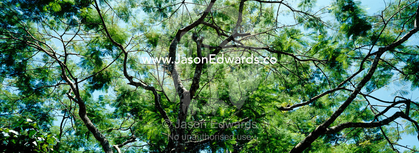 Dappled sunlight filters through the canopy of a lush rainforest tree. Julatten, Queensland, Australia.