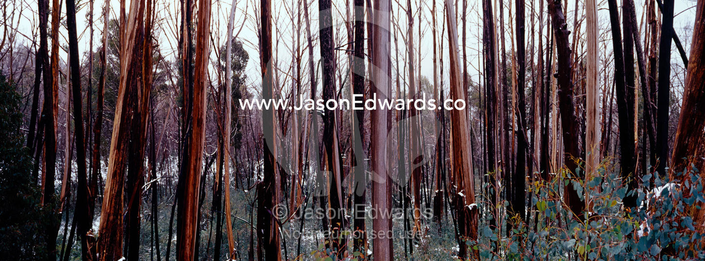 Mountain Ash trees in the Victorian high country gather winter snows. Mount Buffalo National Park, Victoria, Australia.