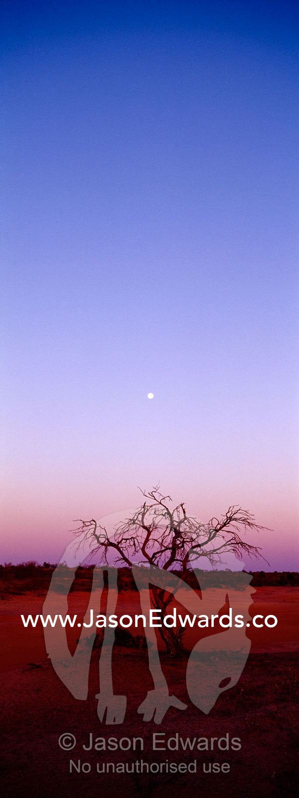 Moonrise over sand dune country and a dead tree in the open desert. Sturt National Park, New South Wales, Australia.