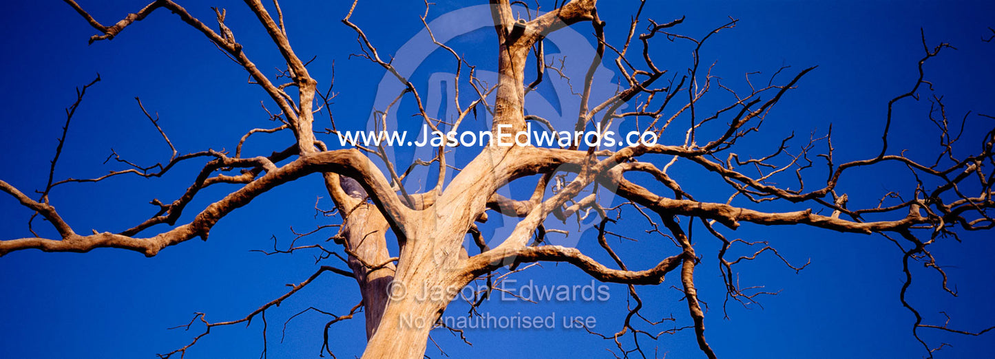 The skeletal outline of a huge tree stark against a tropical blue sky. Udawalawe National Park, Sri Lanka.
