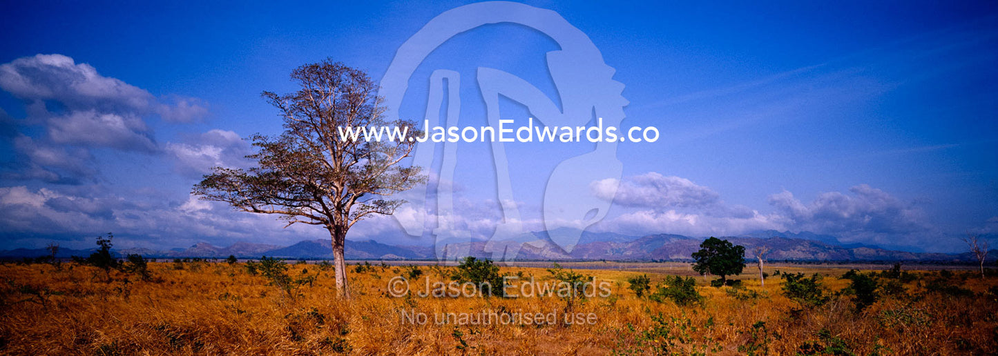 A lone tree dominates Sri Lanka's open grassland floodplains. Udawalawe National Park, Sri Lanka.