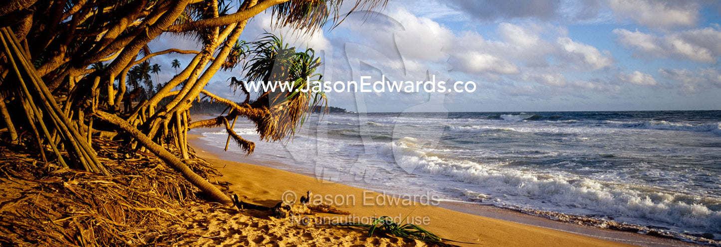 Palm trees on a deserted island beach greet warm tropical seas. Bentota, Sri Lanka.