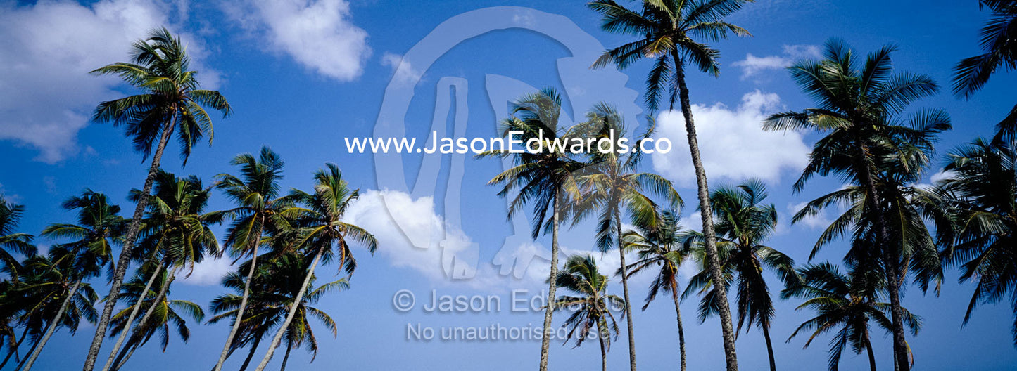Palm trees laden with coconuts reach into warm, clear, tropical skies. Weligama Bay, Sri Lanka.