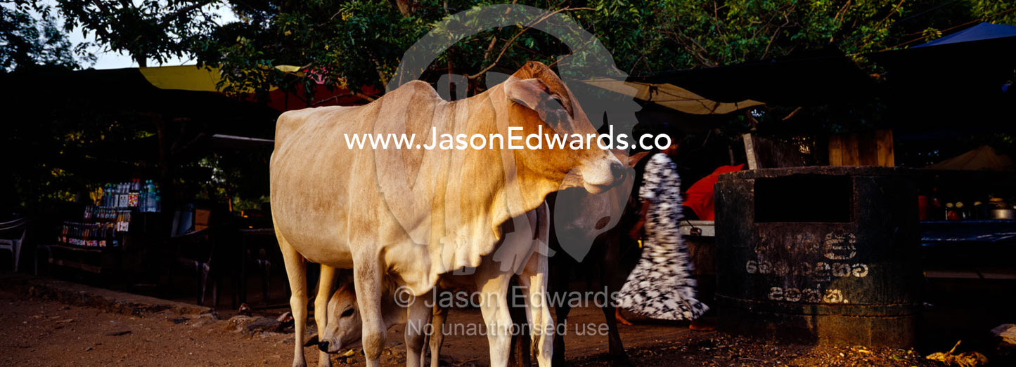 A domestic cow by street stalls near the Sigiriya Lion Rock Fortress. Sigiriya Lion Rock Fortress, Sri Lanka.