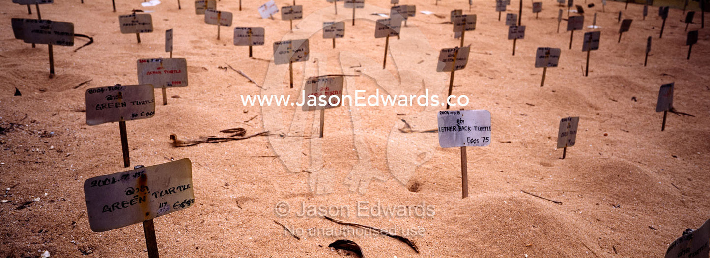 Green sea turtle and leatherback turtle nests protected from poaching. Bentota, Sri Lanka.