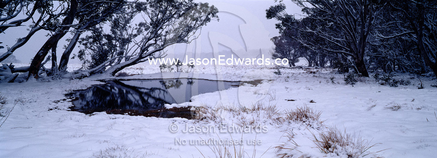 Light snow covers snow gums next to a pool on an alpine plain. JB Plain, Alpine National Park, Victoria, Australia.