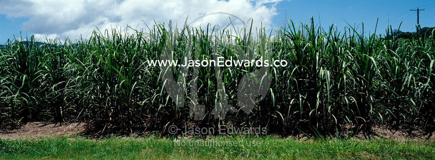 Lush agricultural crops of sugar cane growing in the tropical sun. Julatten, Queensland, Australia.