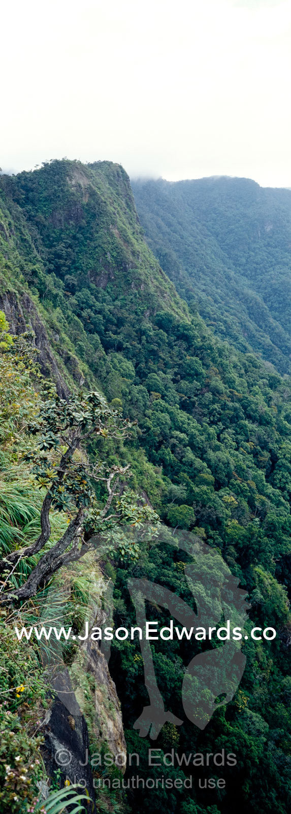 At 1050 meters, a Rhododendron clings to the cliff face at Worlds End. Horton Plains National Park, Sri Lanka.