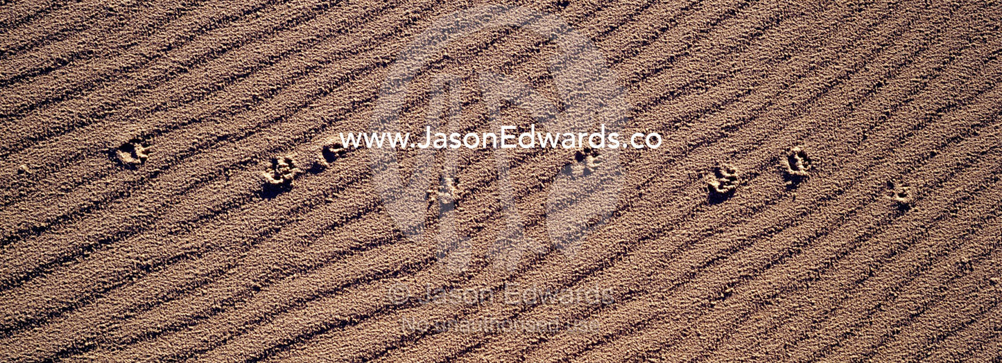 Tasmanian devil footprints track over a wind-blown coastal sand dune. South West Conservation Area, Tasmania, Australia.