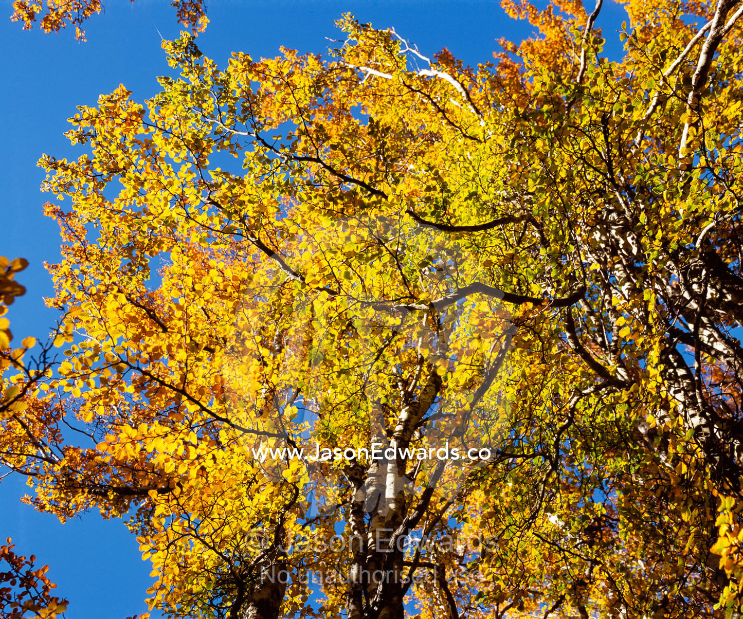 A golden canopy of deciduous beech, Nothofagus gunnii, in fall colors. Cradle Mountain and Lake St. Clair National Park, Tasmania, Australia.