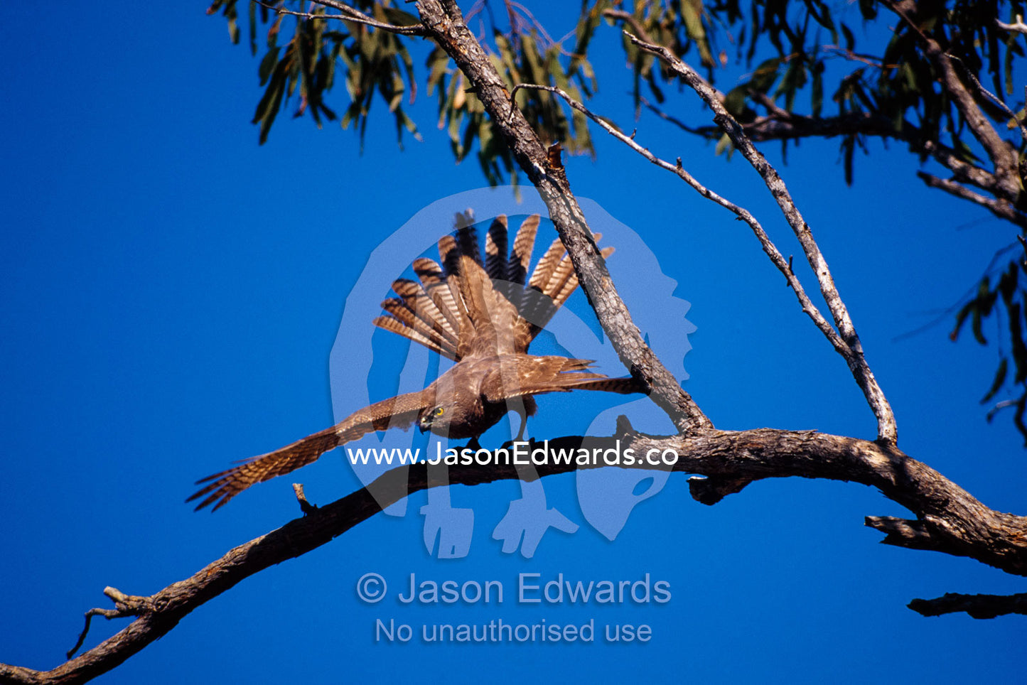 A brown goshawk prepares to hunt for prey from a tree top. Limmen National Park, Northern Territory, Australia.
