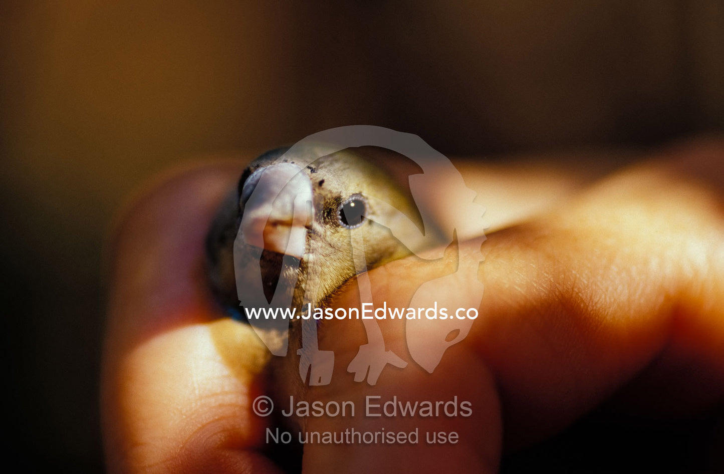 An endangered Gouldian Finch held gently in a rangers hand. Berry Springs, Northern Territory, Australia.
