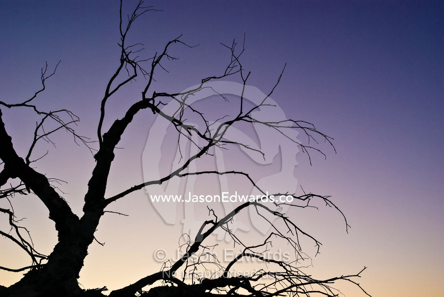 The pre-dawn glow silhouettes the twisted branches of a fallen tree. Albury, New South Wales, Australia.