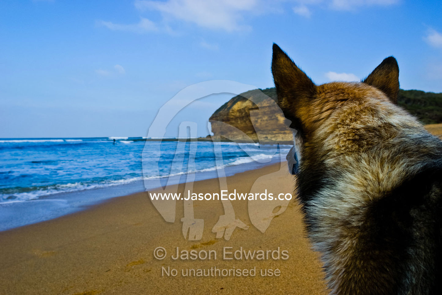 A loyal dog watches the waves for his surfing master to return. Bells Beach, Victoria, Australia.