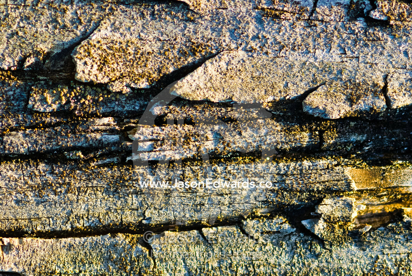 Textured surface of a lichen encrusted boardwalk on a coastal trail. Mornington National Park, Victoria, Australia.