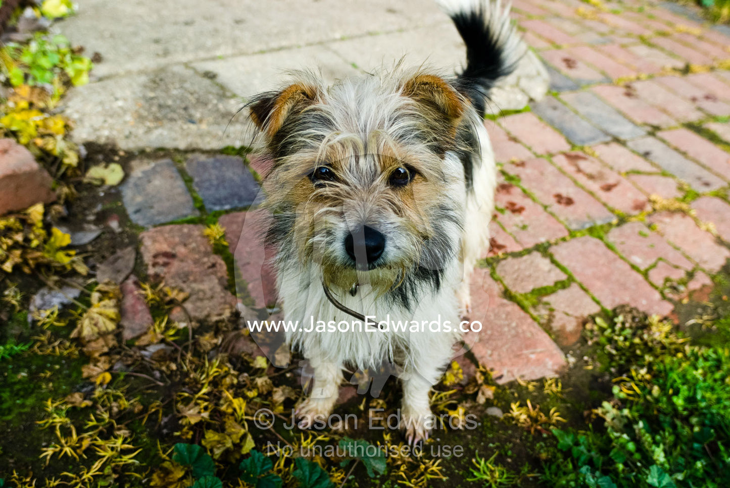 A small scruffy terrier standing in a paved courtyard on a farm. Milawa, Victoria, Australia.