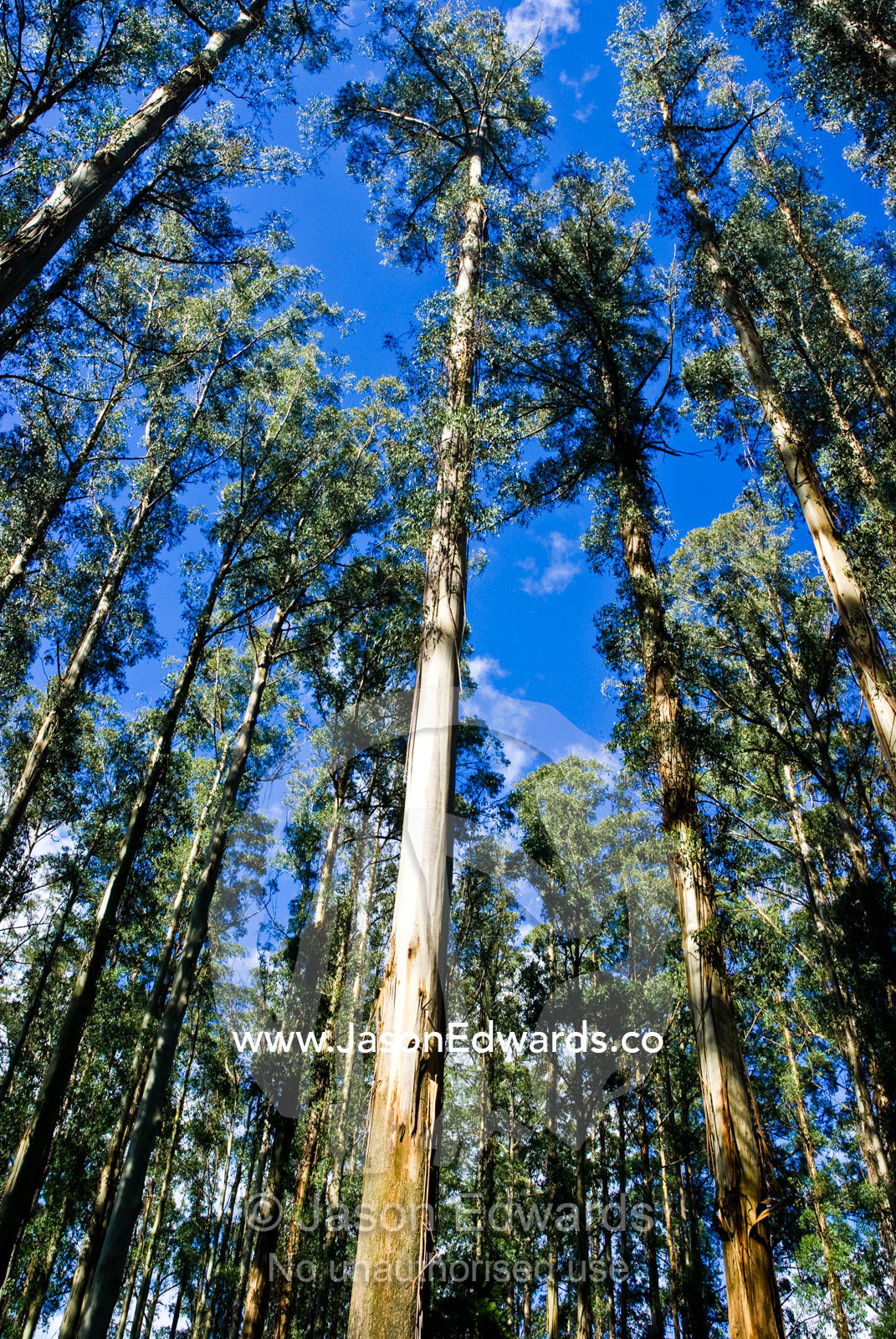A massive stand of Mountain Ash the planets tallest flowering plant. Sherbrooke Forest, Dandenong Ranges National Park, Victoria, Australia.