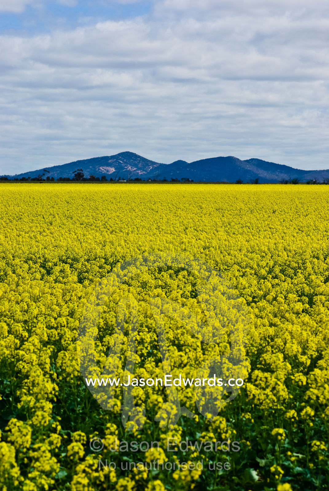 A vast field of canola flowers grow at the base of the You Yang ranges You Yangs Regional Park, Geelong, Victoria, Australia.