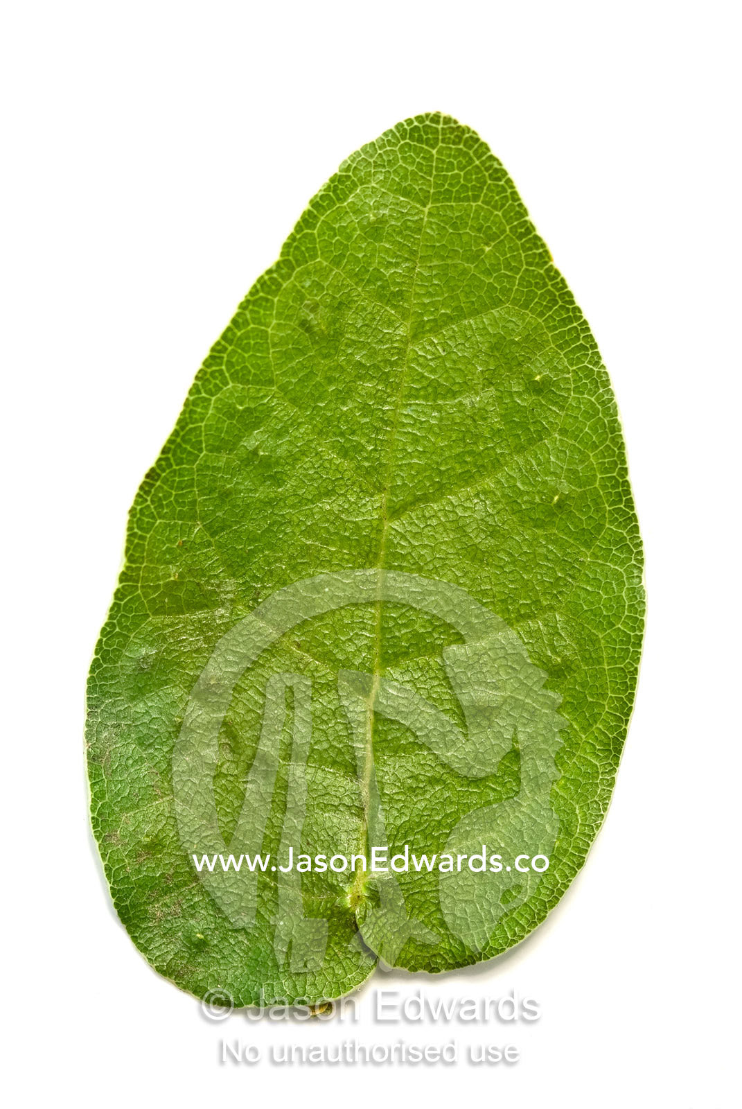 Studio image of the intricate veins on a leaf of a Morton Bay Fig tree Collingwood, Victoria, Australia.