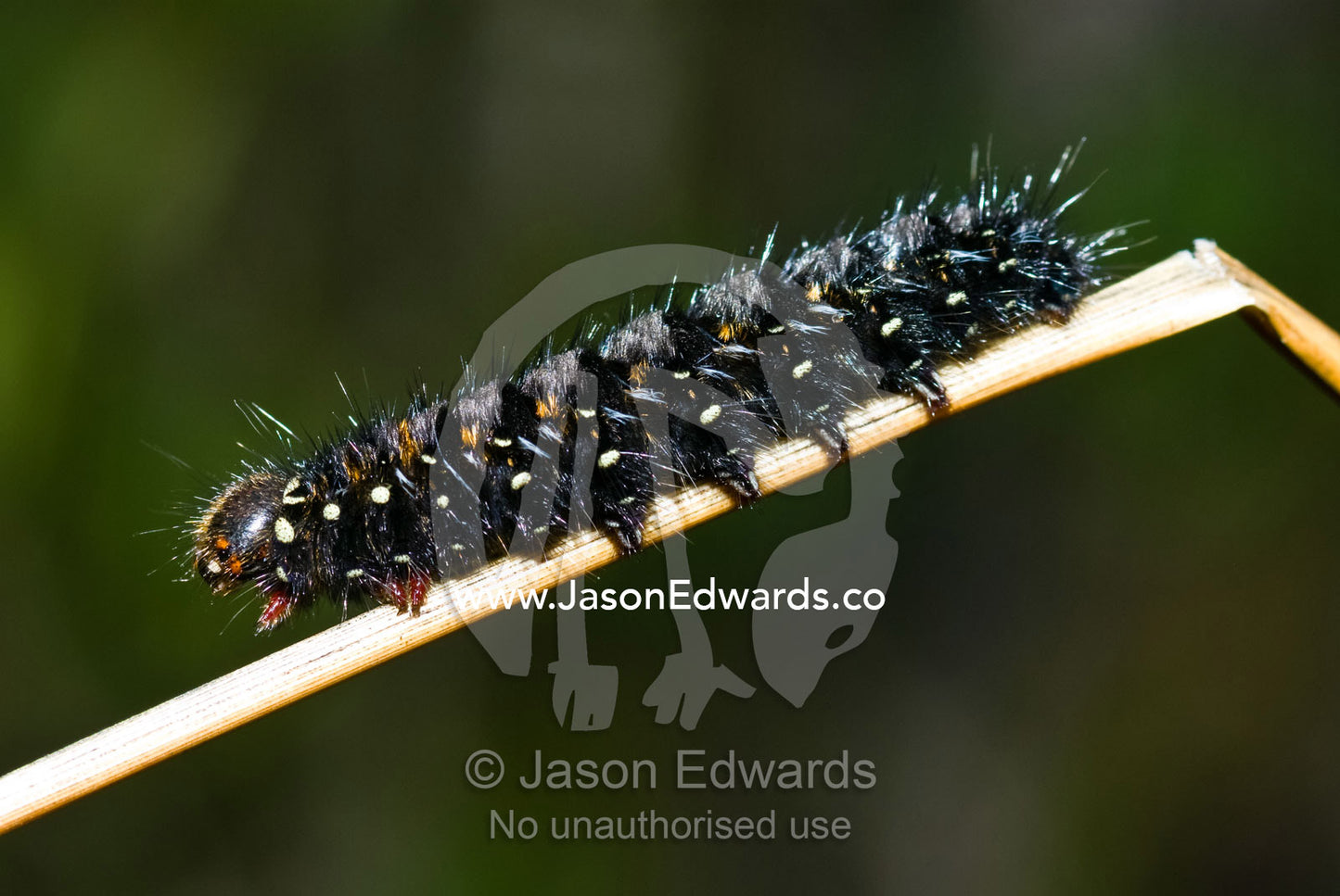 An undescribed Grass Anthelid caterpillar in the Genus Pterolocera. Dove lake, Cradle Mountain Lake St Clair National Park, Tasmania, Australia.