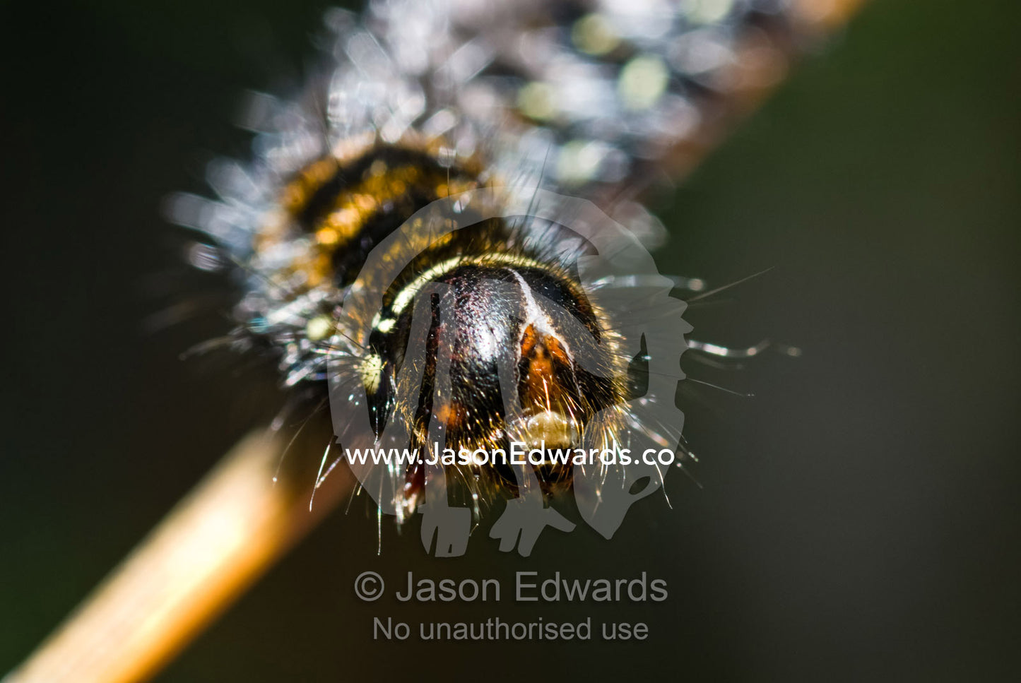 An undescribed Grass Anthelid caterpillar in the Genus Pterolocera. Dove lake, Cradle Mountain Lake St Clair National Park, Tasmania, Australia.
