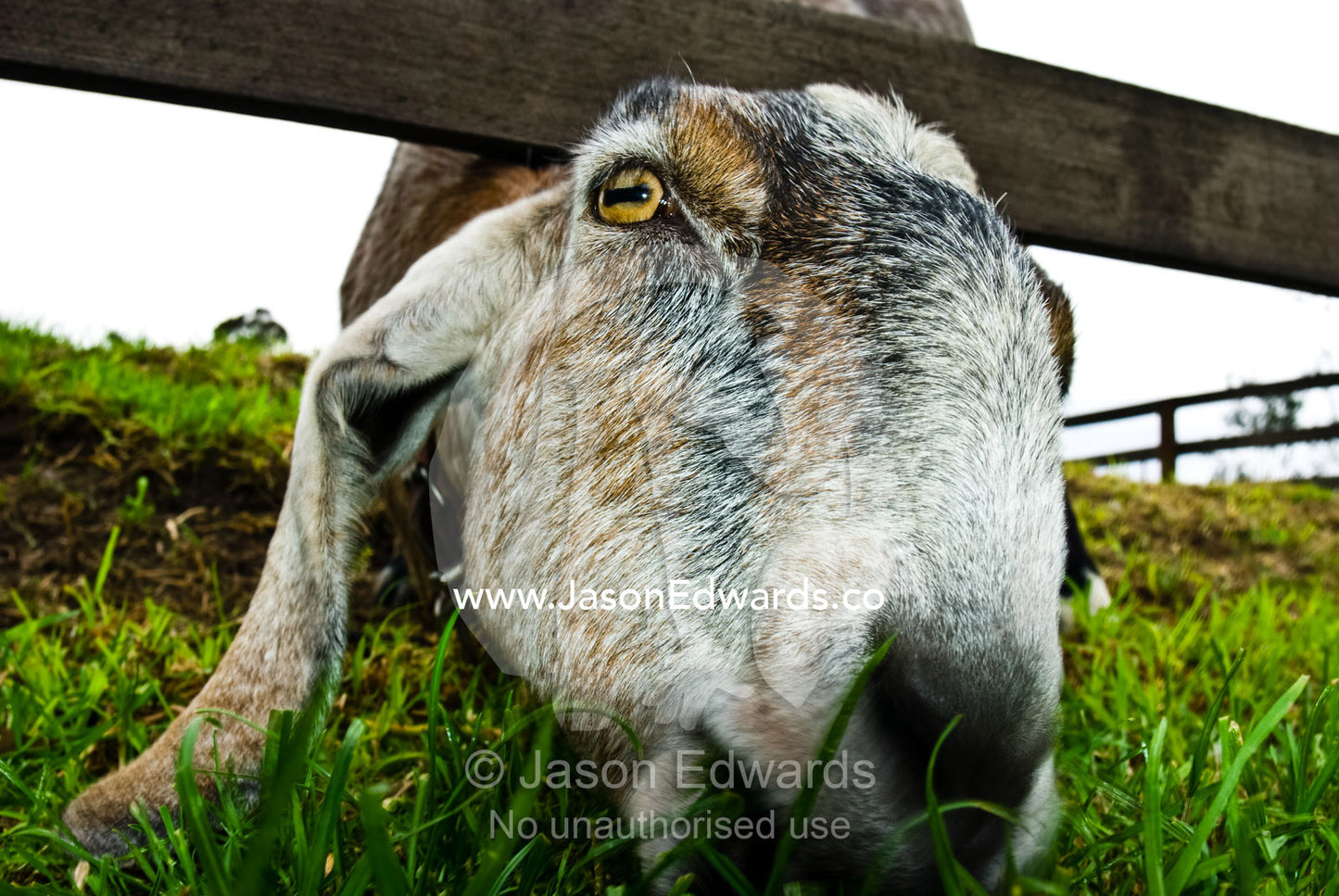 A domestic goat stretches under a farm fence to feed on fresh grasses. Collingwood Childrens Farm, Collingwood, Victoria, Australia.