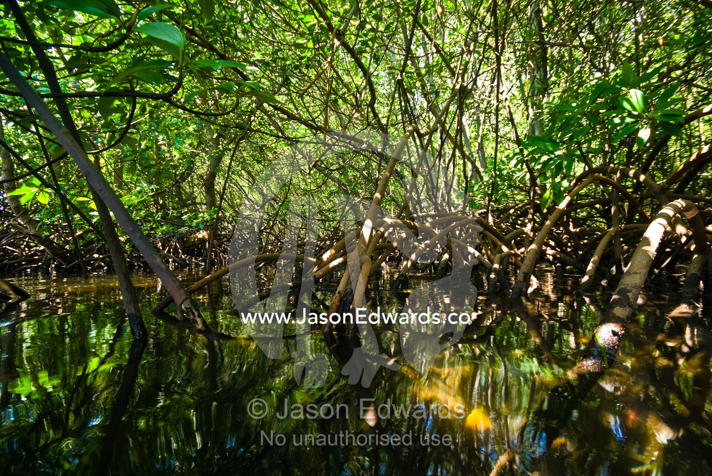 Dappled light filters through a mangrove swamp on a tropical island. Nusa Lembongan Island, Bali, Indonesia