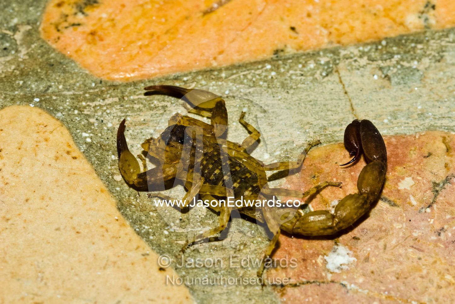 A venomous scorpion hunting for prey in a villa bathroom is dangerous. Bingin, Bukit Peninsula, Bali, Indonesia.