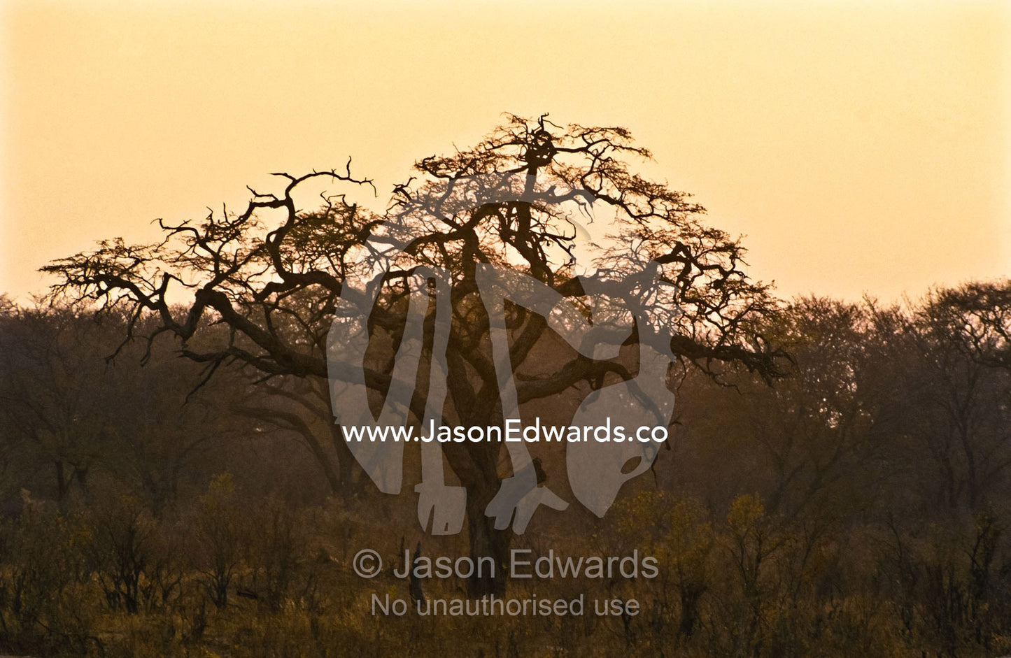 A large dead tree falls into the shadows of a Mopane forest at sunset Goovalala Dam, Hwange National Park, Zimbabwe.