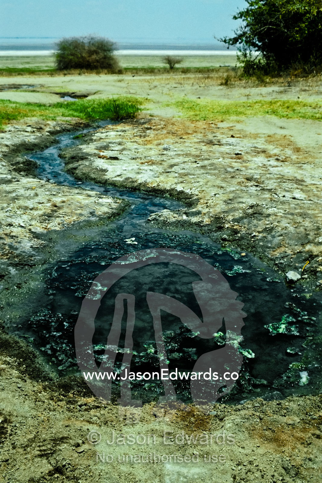 A natural spring covered in algae flows into the alkaline Lake Manyara Lake Manyara National Park, Tanzania.
