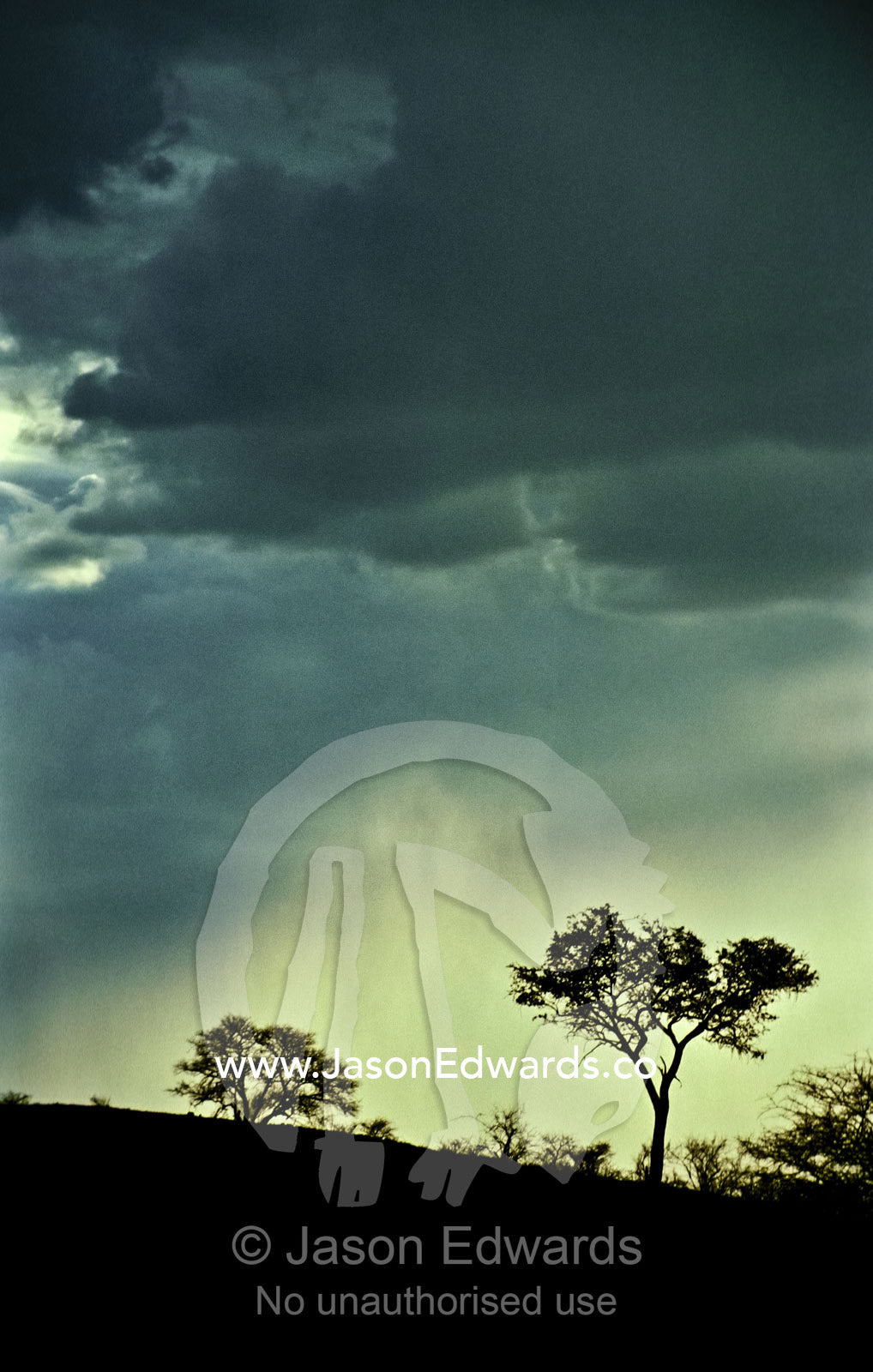 Light rain and a stormy sky over an acacia in the Khomas Hochland. Daan Viljoen Game Park, Namibia.