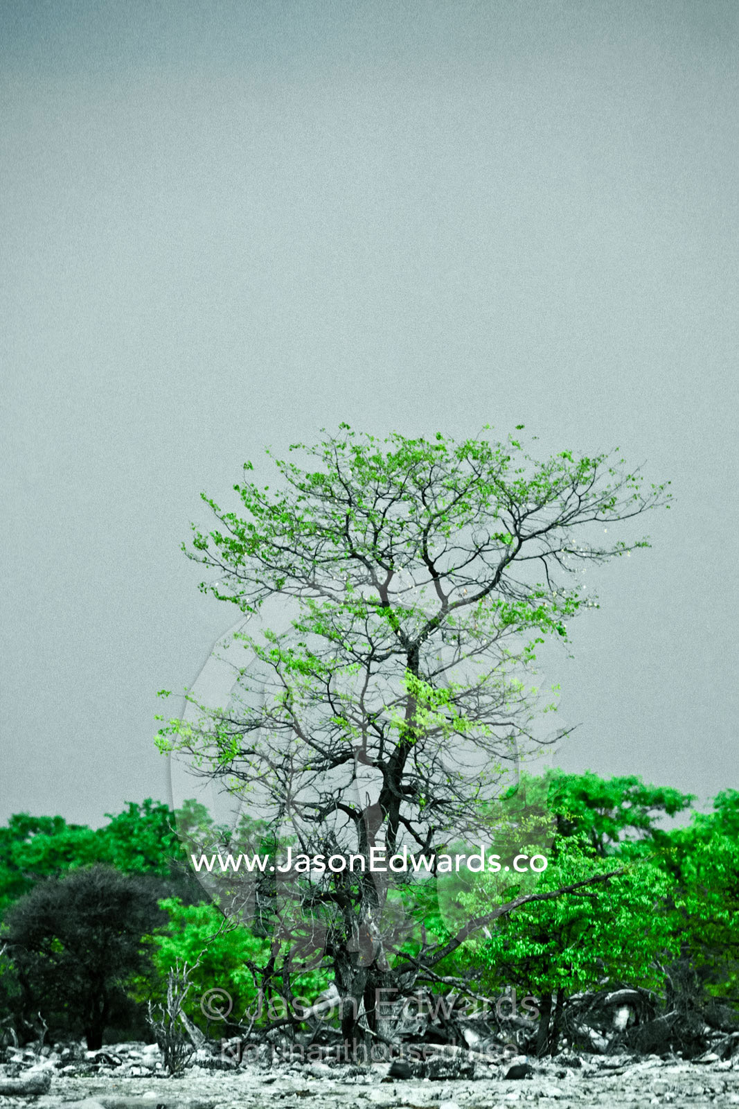 Vivid green tree leaves contrast against an ominous grey stormy sky. Etosha National Park, Namibia.
