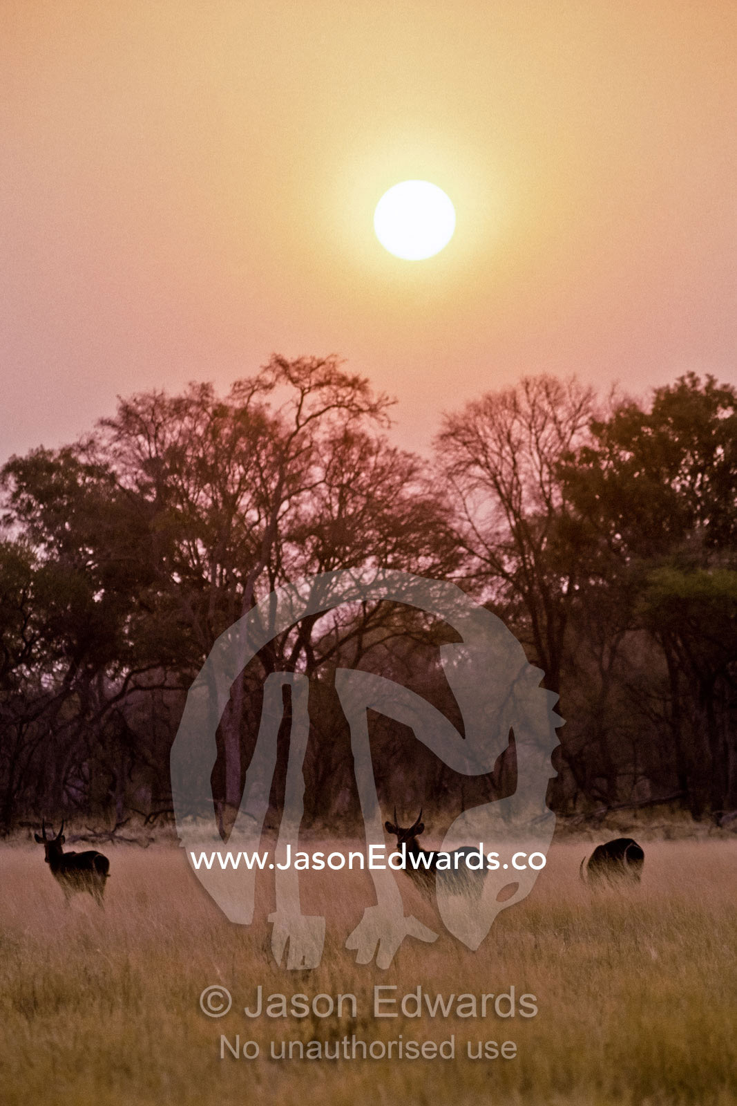 Male Waterbuck graze cautiously in tall dry grasslands at sunset. Moremi National Park, Botswana.