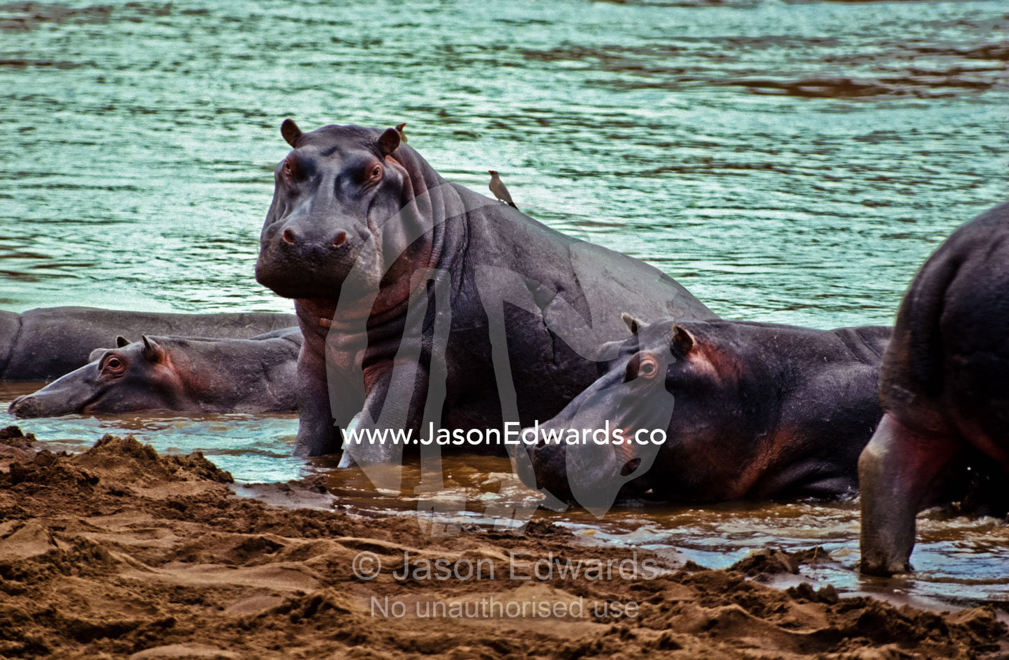 A Nile Hippopotamus wallows in the muddy shallows of the Mara River. Masai Mara Reserve, Kenya.