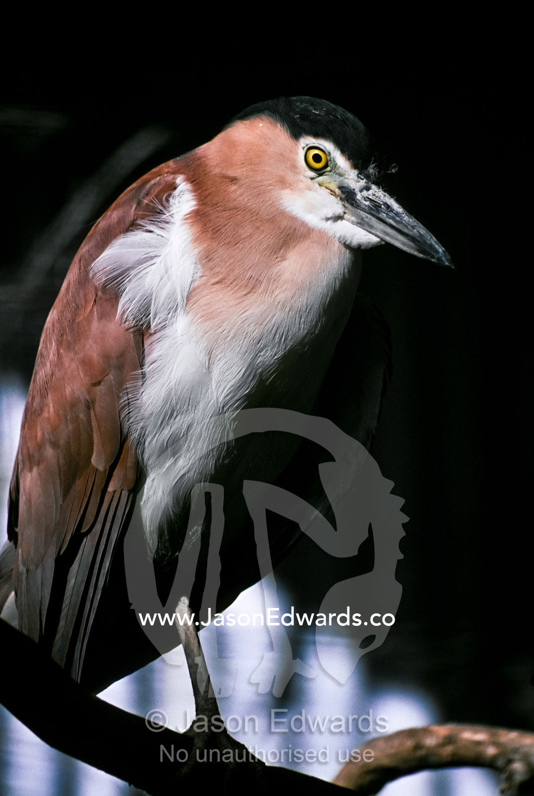 The piercing yellow eye of a striking Nankeen Night Heron. Featherdale, New South Wales, Australia.