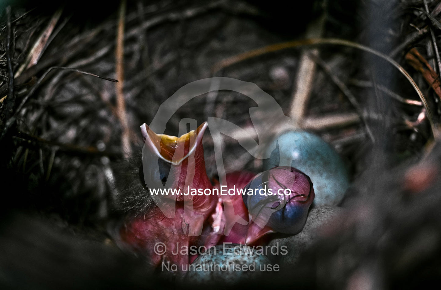Two hungry one day old Blackbird chicks in a nest with unhatched eggs. Parkeville, Victoria, Australia.