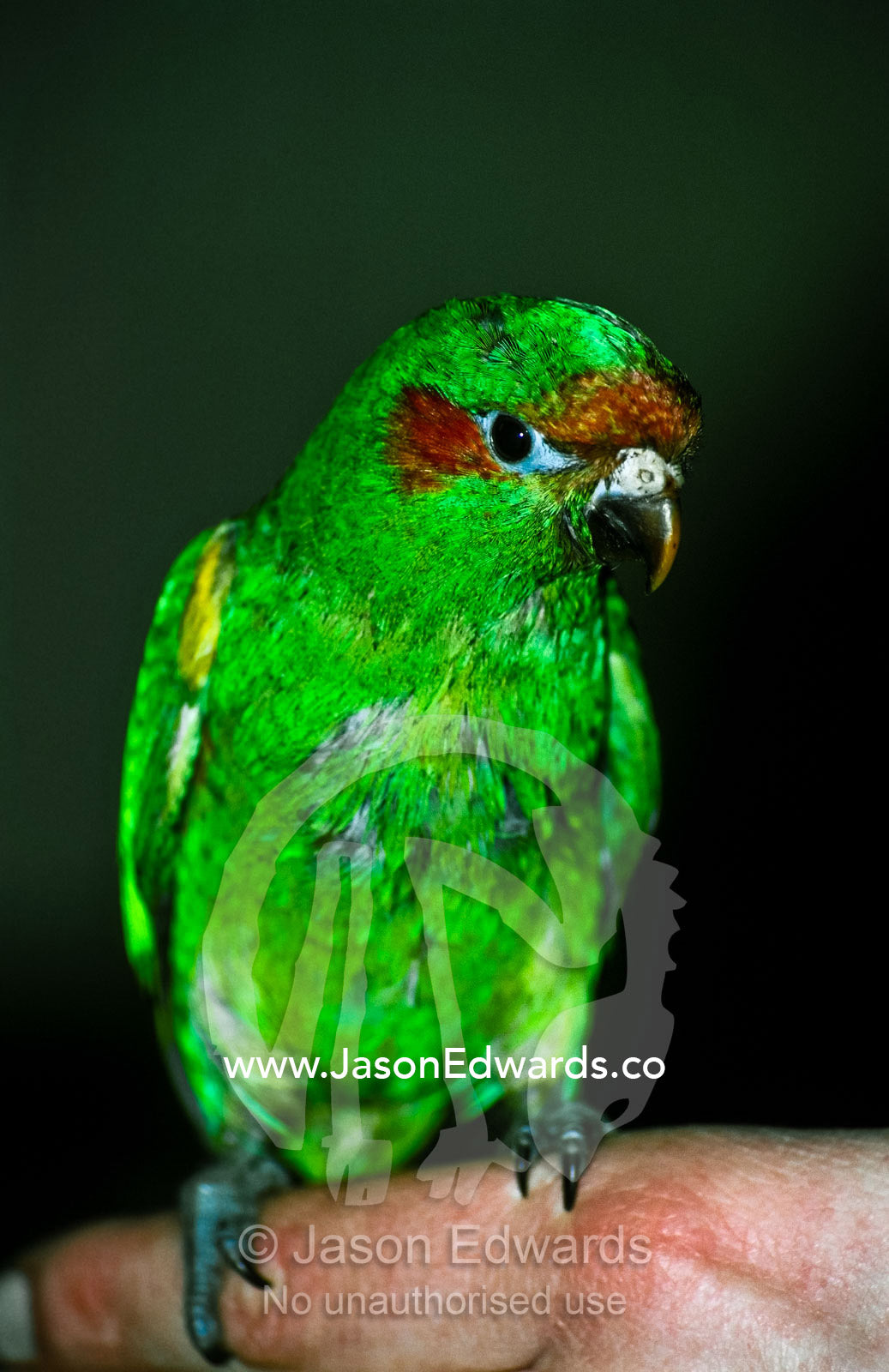 Bright green feathers of a juvenile Musk Lorikeet perched on a hand. Melbourne Zoo, Victoria, Australia.