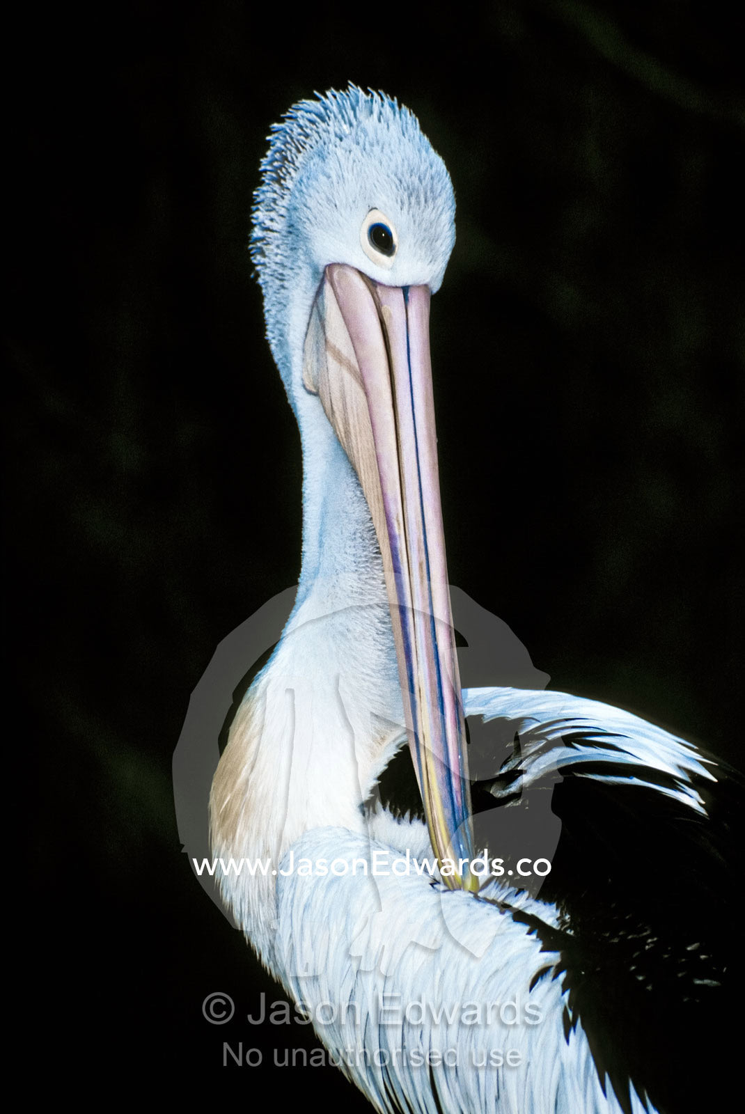 A graceful Pelican preens its feathers with its long pearl pink beak. Healesville Sanctuary, Victoria, Australia.