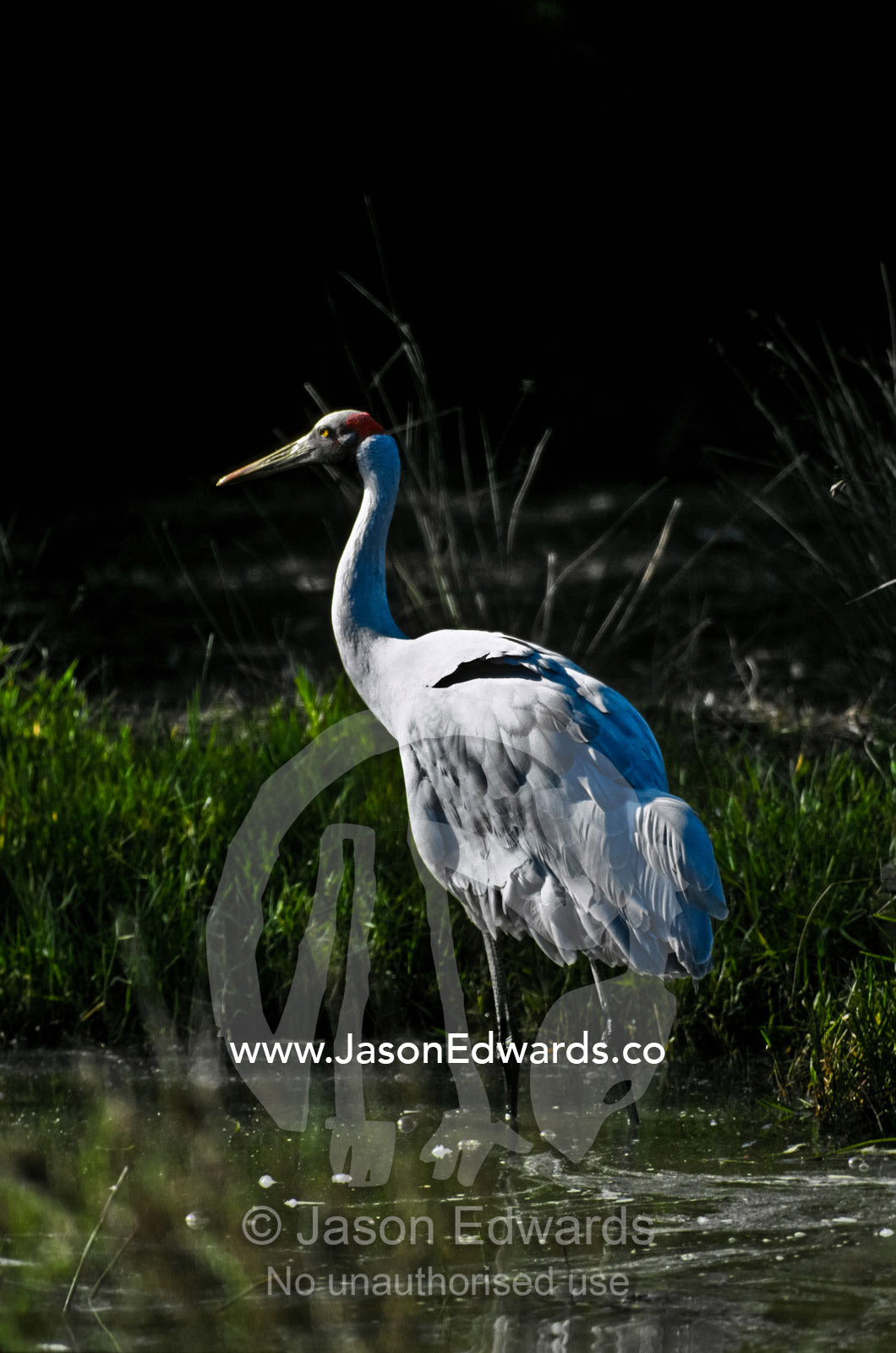A stately Brolga wading through shallow water hunting for food. Serendip Sanctuary, Victoria, Australia.